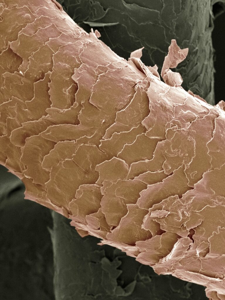 Human hair, SEM